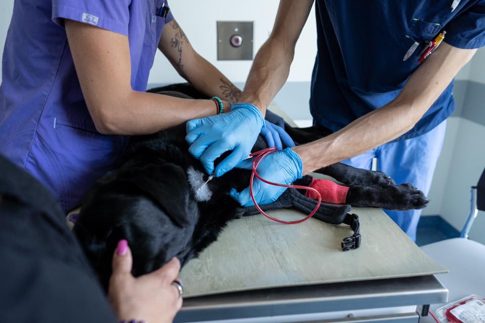 Les analyses de sang chez un chien nourrit au cru Tribu Carnivore